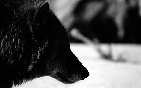 Black Wolf Wallpapers - Wallpaper Cave