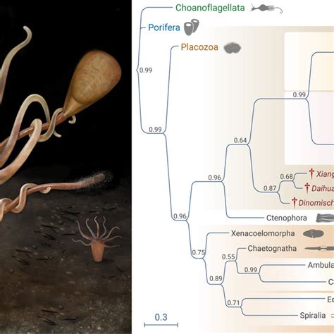 Representative weaponry of early Cambrian predators from the Chengjiang... | Download Scientific ...