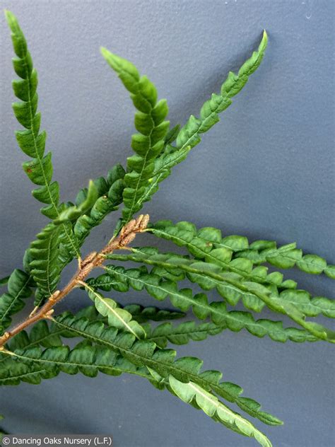 Comptonia peregrina, Sweet Fern – Dancing Oaks Nursery and Gardens