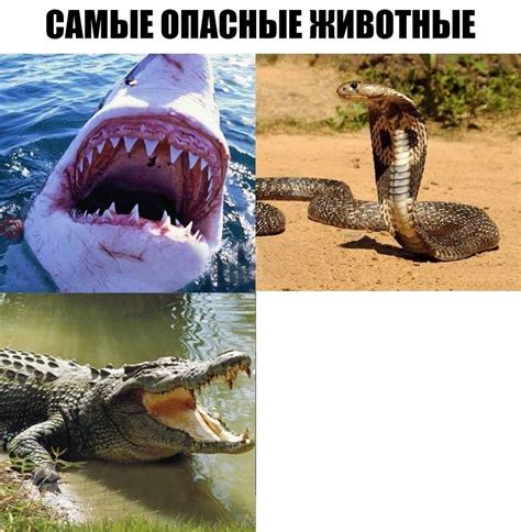 Crocodile Memes Funny - Crocodile