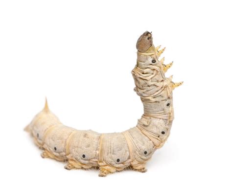 Striking Facts About Silkworms - Animal Sake