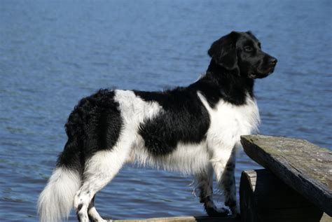 The Stabyhoun or Stabij is one of the top five rarest dog breeds in the ...