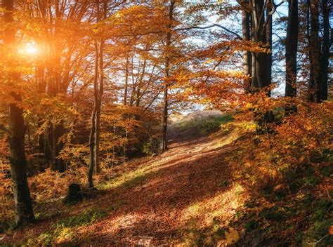 Premium Photo | Forest road in the autumn