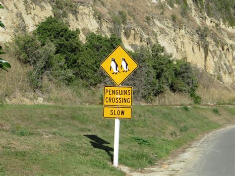 Oamaru Blue Penguin Colony - All You Need to Know BEFORE You Go