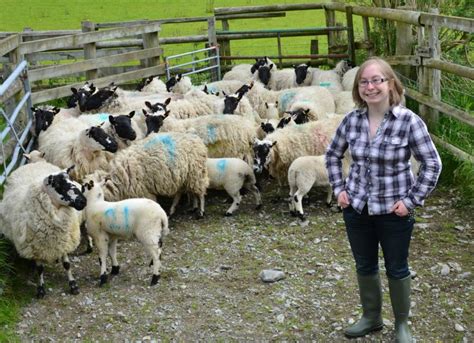 History of native Welsh sheep breeds uncovered