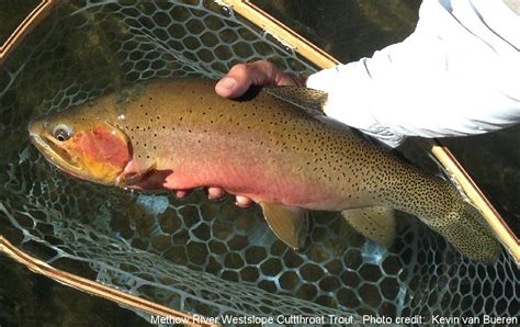 Westslope Cutthroat Trout – Western Native Trout