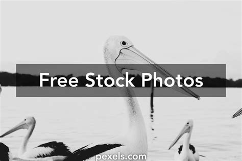 Fish Migration Photos, Download The BEST Free Fish Migration Stock ...