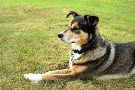 Shollie Mixed Dog Breed Pictures, Characteristics, & Facts