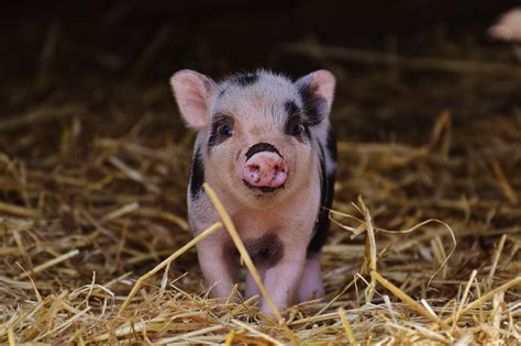 Pigs as pets - what to know before adopting a mini pig