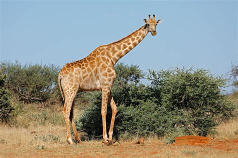 Giraffe in Natural Habitat - South Africa Stock Image - Image of ...