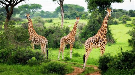 Murchison Falls National Park Itinerary - murchison falls park safaris