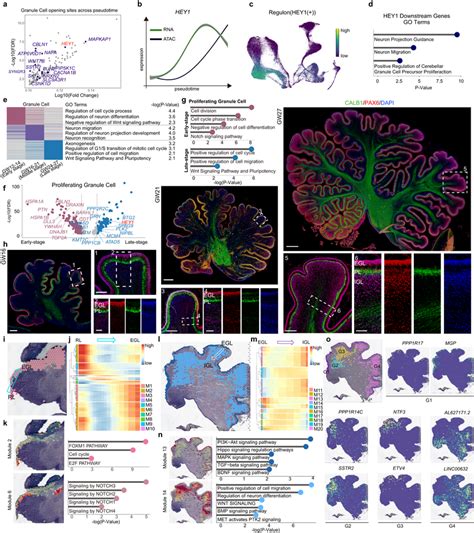 Dynamics of neurogenesis of granule cells in the developing human ...