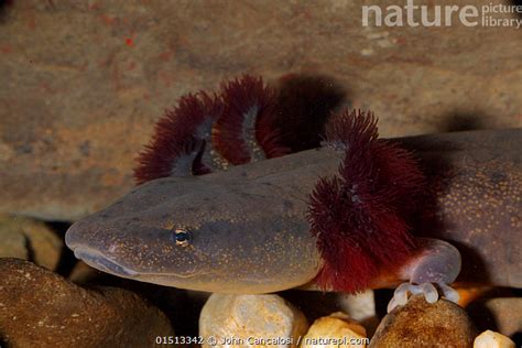 Stock photo of Mud puppy (Necturus maculosus) New York, USA. Available for sale on www.naturepl.com