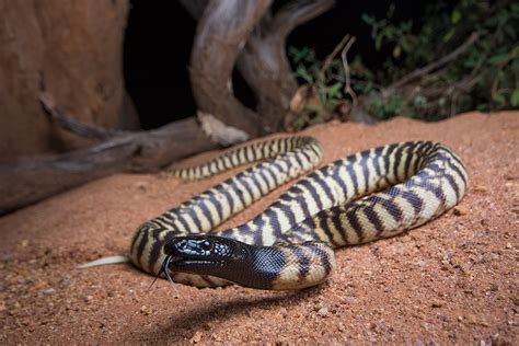 Black and striped - Australian Geographic