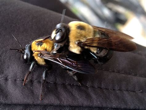 MOUND: Carpenter Bees Do It