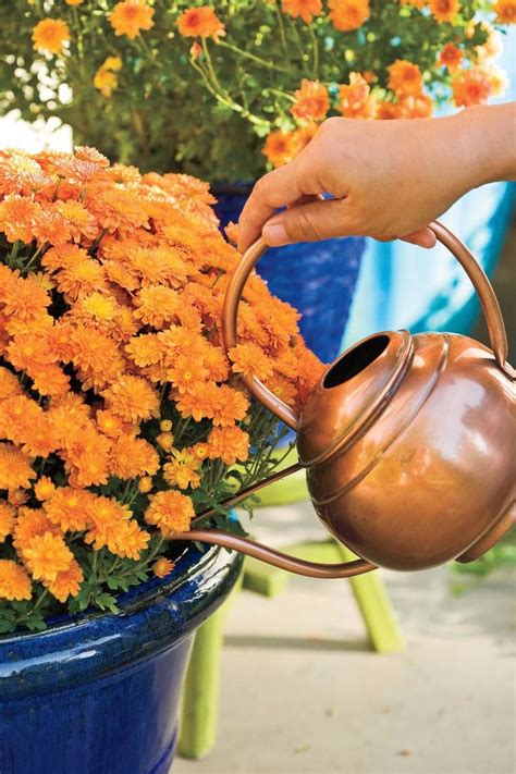 How To Grow And Care For Mums For Plenty Of Fall Color | Mums flowers, Caring for mums, Amazing ...