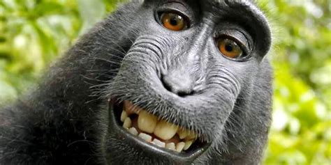 ‘Monkey Selfie’ Case Headed to U.S. Court of Appeals - EcoWatch