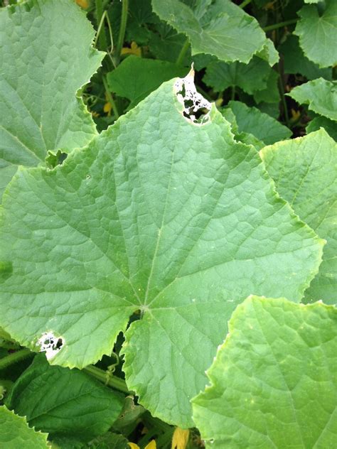 squash beetle damage 2016 | Uconnladybug's Blog