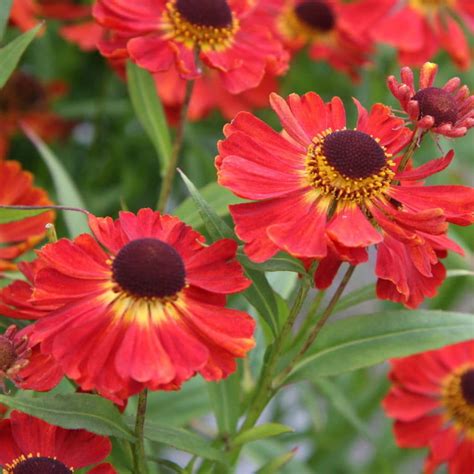 10 Colorful Perennials that Bloom in the Fall - Natalie Linda