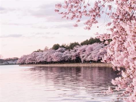 Cherry Blossoms, Washington DC | Best Places to See Spring Flowers ...