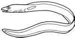 eels (anguilliformes): a picture guide