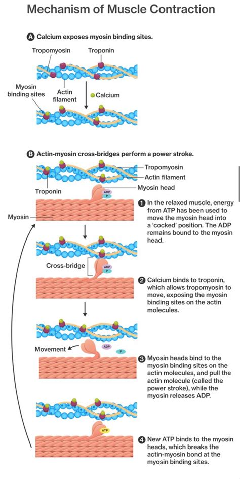 Mechanism of Muscle Contraction | Basic anatomy and physiology, Anatomy ...