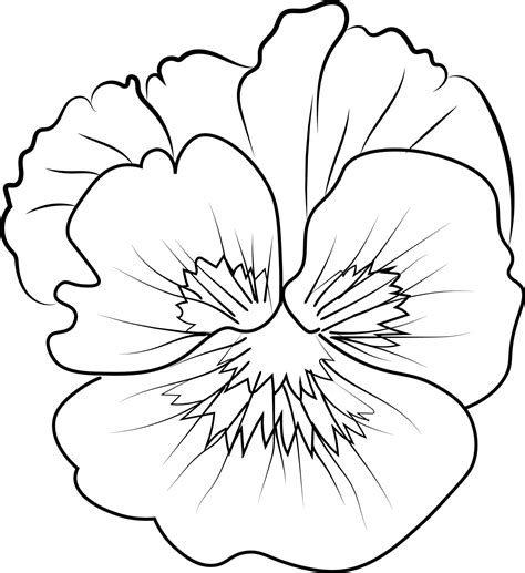 Cute kids coloring pages, easy pansy flower drawing, pansy flower black and white illustration ...