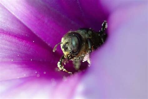 Macro Bee Stock Photos, Images and Backgrounds for Free Download