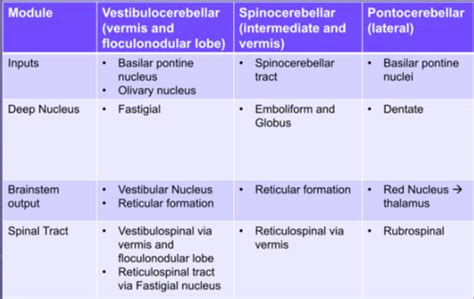 Exam 2 - basal nuclei + cerebellum Flashcards | Quizlet