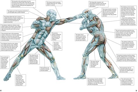 The muscles required for self defense and fighting. Check out our ...
