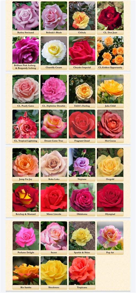 Different Rose Varieties in 2023 | Rose varieties, Types of roses ...