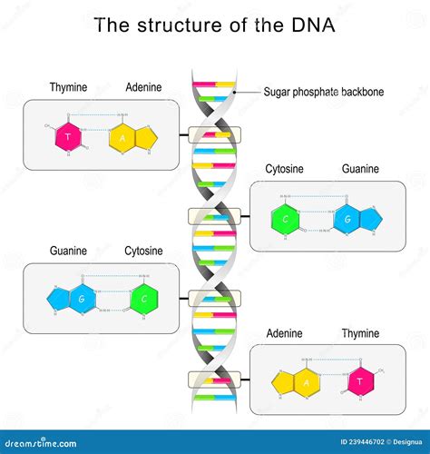 DNA Structure. Base Pairing and Nucleotide Stock Vector - Illustration ...