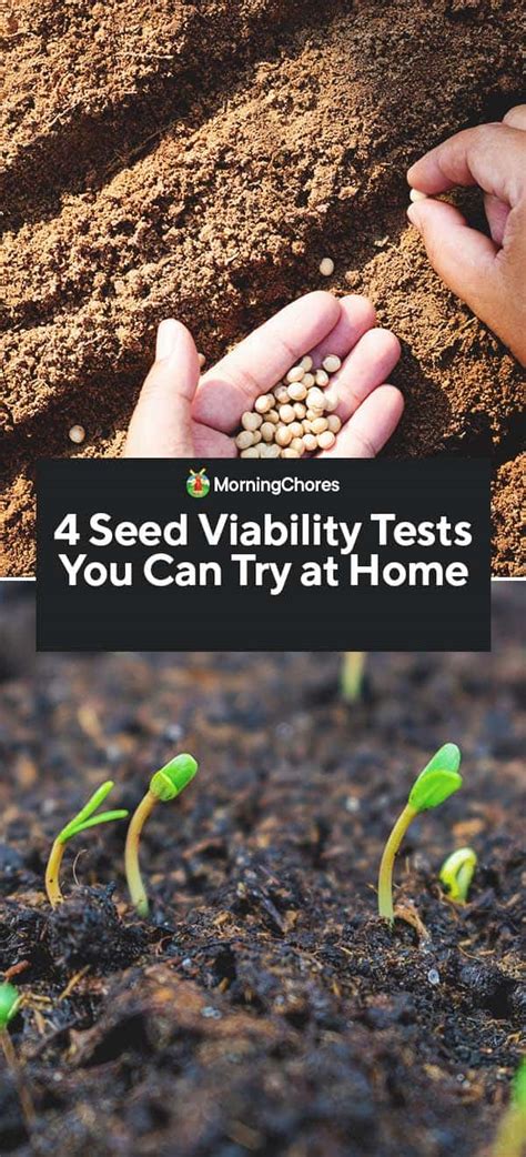 4 Seed Viability Tests You Can Do at Home