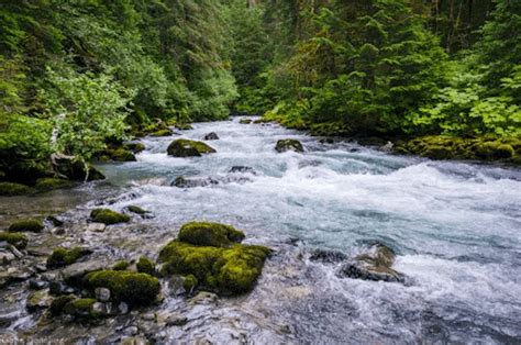 a river running through a forest filled with lots of rocks and green mossy trees