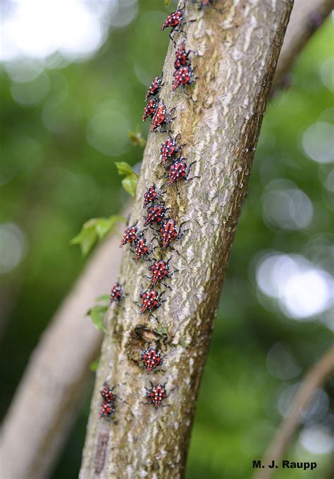 Lanternflies on the move: Spotted lanternfly, Lycorma delicatula — Bug ...