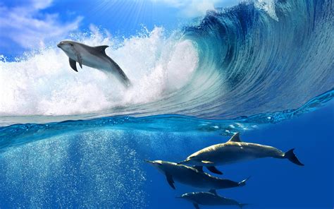 Free download dolphin 1 dolphins 1 nature 1 ocean 1 oceanscape 1 sea 1 seascape 1 [1920x1200 ...