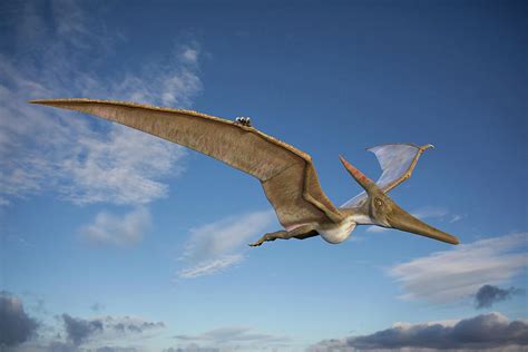 Pteranodon In Flight Photograph by Roger Harris/science Photo Library - Fine Art America