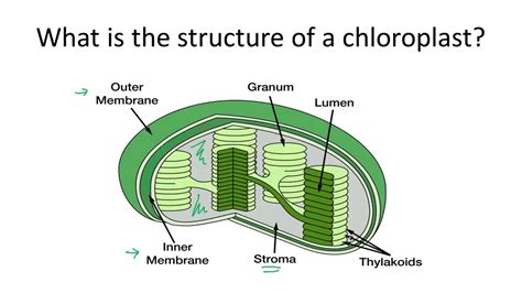 Chlorophyll And Chloroplast Worksheet