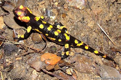 Salamandra salamandra / Salamandridae / Caudados / Anfíbios / Espécies e habitats / Início ...