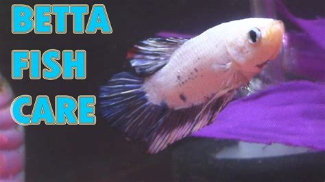 BETTA FISH CARE 101 (Everything you need to know) -Pet Adventures - YouTube