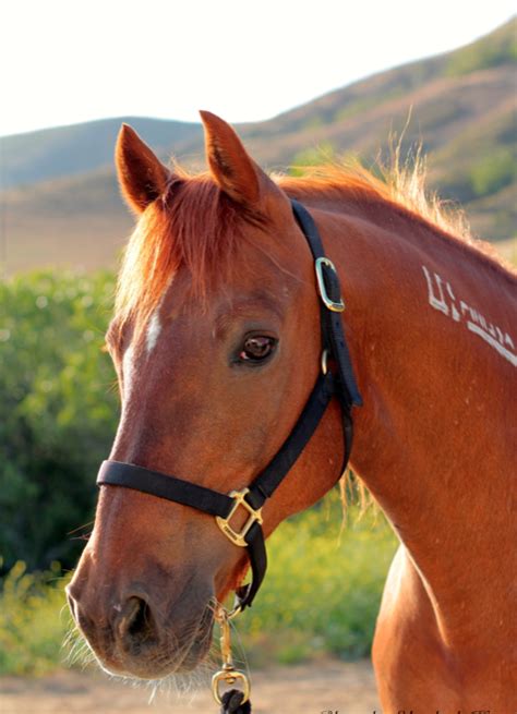 Cal Poly's Real, Live, Mustang Mascot - SLO Horse News