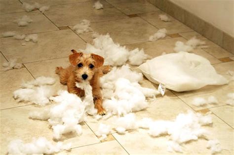 dog-destruction-cute-dog | deb@deb-gray.com Gray | Flickr
