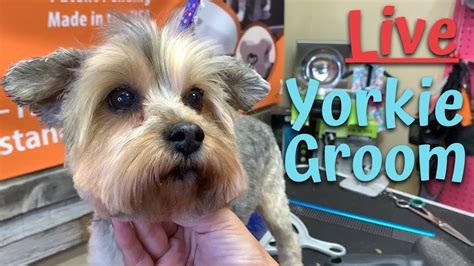 Live Yorkie Pet Grooming in Texas with My Favorite Groomer - YouTube