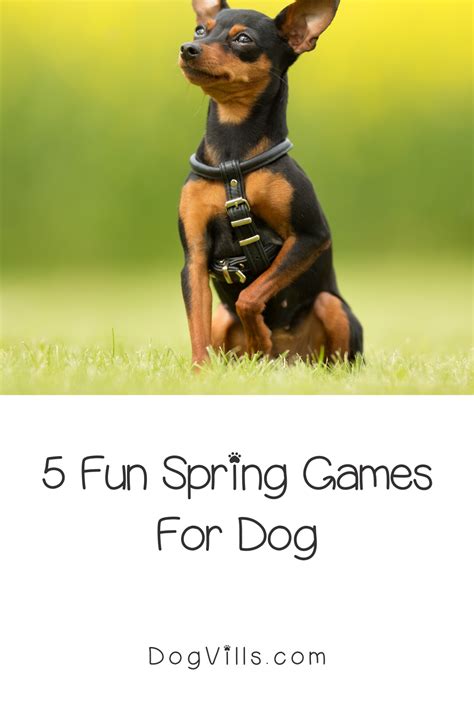 Five Cool Games You Can Teach Your Dog- DogVills in 2020 | Dogs, Your dog, Dog help