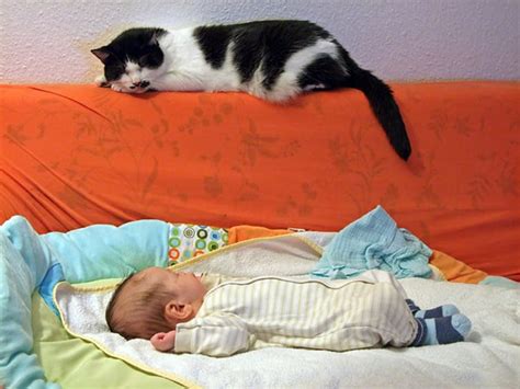 How to Introduce Your Cat to Your New Baby | Petcube Pet Camera