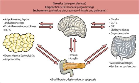 Combating the dual burden: therapeutic targeting of common pathways in obesity and type 2 ...