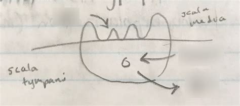 Sensory Transduction Diagram | Quizlet