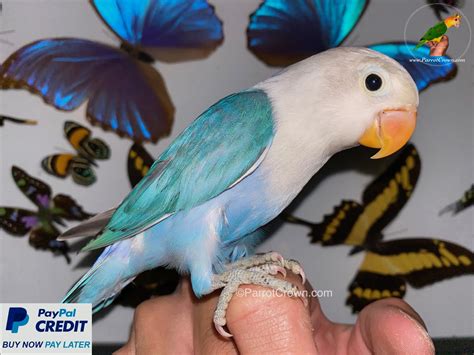 Blue Sable Fischer Lovebird for sale - ParrotCrown.com