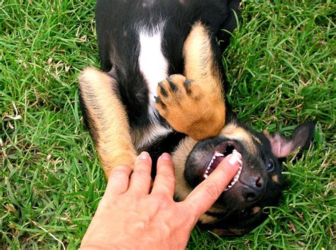 Preventing Dog Bites - First Insurance Agency Of The Hill Country, Inc.