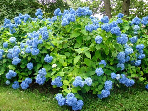 Honeygo Beasley: Stunning, Beautiful Blue Hydrangeas